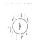 EXPRESSION VECTOR FOR ANIMAL CELLS INCLUDING CSP-B 5 -SAR FACTOR AND     METHOD FOR PRODUCING RECOMBINANT PROTEINS USING SAME diagram and image