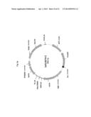 EXPRESSION VECTOR FOR ANIMAL CELLS INCLUDING CSP-B 5 -SAR FACTOR AND     METHOD FOR PRODUCING RECOMBINANT PROTEINS USING SAME diagram and image