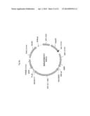 EXPRESSION VECTOR FOR ANIMAL CELLS INCLUDING CSP-B 5 -SAR FACTOR AND     METHOD FOR PRODUCING RECOMBINANT PROTEINS USING SAME diagram and image