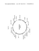 EXPRESSION VECTOR FOR ANIMAL CELLS INCLUDING CSP-B 5 -SAR FACTOR AND     METHOD FOR PRODUCING RECOMBINANT PROTEINS USING SAME diagram and image