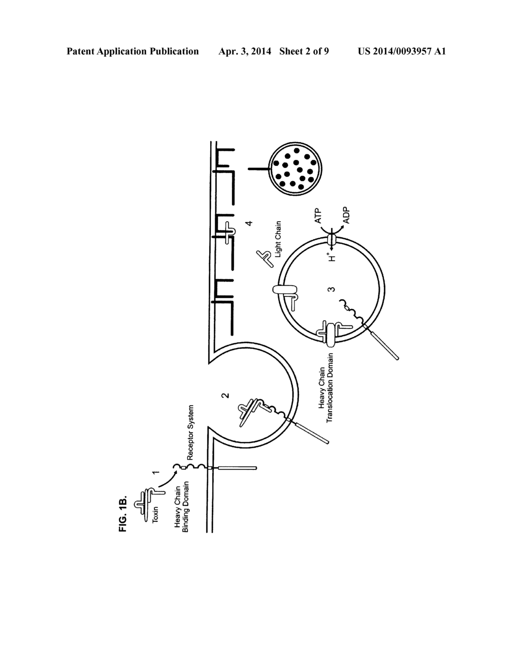 Cells Useful for Immuno-Based Botulinum Toxin Serotype A  Activity Assays - diagram, schematic, and image 03