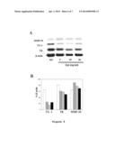 HYDROGEL COMPOSITION AND USES THEREOF diagram and image