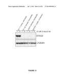 STROMAL ANTIGEN 2 (STAG2) COMPOSITIONS AND METHODS diagram and image