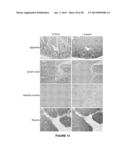 STROMAL ANTIGEN 2 (STAG2) COMPOSITIONS AND METHODS diagram and image