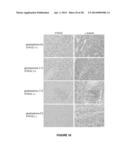 STROMAL ANTIGEN 2 (STAG2) COMPOSITIONS AND METHODS diagram and image