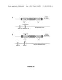 STROMAL ANTIGEN 2 (STAG2) COMPOSITIONS AND METHODS diagram and image