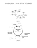 Plants Having Enhanced Yield-Related Traits and a Method for Making the     Same diagram and image