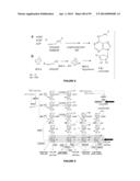 Plants Having Enhanced Yield-Related Traits and a Method for Making the     Same diagram and image