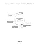 Plants Having Enhanced Yield-Related Traits and a Method for Making the     Same diagram and image