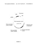 Plants Having Enhanced Yield-Related Traits and a Method for Making the     Same diagram and image