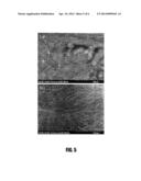 METHOD FOR SYNTHESIZING CARBON NANOWIRES AT HIGH DENSITY ON SURFACE OF     PORES OR GAPS IN STRUCTURE, AND HIERARCHICAL STRUCTURE SYNTHESIZED BY THE     METHOD diagram and image