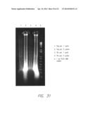 PROCESSES FOR DETECTING OR QUANTIFYING MORE THAN ONE NUCLEIC ACID IN A     LIBRARY diagram and image