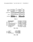 PEPTIDE MODULATORS OF ANGIOGENESIS AND USE THEREOF diagram and image