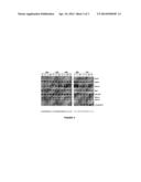 COMBINATIONS OF SAPACITABINE OR CNDAC WITH DNA METHYLTRANSFERASE     INHIBITORS SUCH AS DECITABINE AND PROCAINE diagram and image