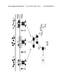 INHIBITION OF QUORUM SENSING-MEDIATED PROCESSES IN BACTERIA diagram and image