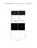 NANOSPHERES COMPRISING TOCOPHEROL, AN AMPHIPHILIC SPACER AND A THERAPEUTIC     OR IMAGING AGENT diagram and image