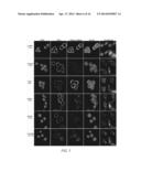 METHOD OF SCREENING FOR COLON CANCER USING BIOMARKERS diagram and image