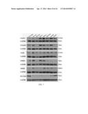 METHOD OF SCREENING FOR COLON CANCER USING BIOMARKERS diagram and image