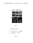 METHOD OF SCREENING FOR COLON CANCER USING BIOMARKERS diagram and image