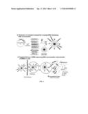 NANOPARTICLES CARING NUCLEIC ACID CASSETTES FOR EXPRESSING RNA diagram and image