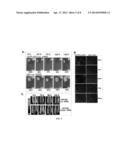 NANOPARTICLES CARING NUCLEIC ACID CASSETTES FOR EXPRESSING RNA diagram and image