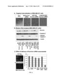 NANOPARTICLES CARING NUCLEIC ACID CASSETTES FOR EXPRESSING RNA diagram and image
