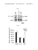 USE OF LRIG1 AS A BIOMARKER FOR IDENTIFYING A SUBJECT FOR APPLICATION OF     ANTI-C-MET ANTIBODIES diagram and image