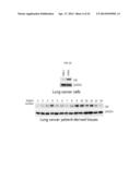 USE OF LRIG1 AS A BIOMARKER FOR IDENTIFYING A SUBJECT FOR APPLICATION OF     ANTI-C-MET ANTIBODIES diagram and image