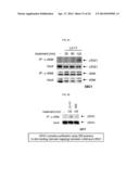 USE OF LRIG1 AS A BIOMARKER FOR IDENTIFYING A SUBJECT FOR APPLICATION OF     ANTI-C-MET ANTIBODIES diagram and image