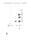 High Affinity Fully Human Monoclonal Antibodies To Interleukin-8 And     Epitopes For Such Antibodies diagram and image