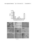 HEPATITIS C VIRUS PARTICLES, VACCINES, COMPOSITIONS AND METHODS RELATED     THERETO diagram and image