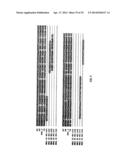 METHODS, NUCLEIC ACIDS, AND KITS FOR DETECTION OF PARVOVIRUS B19 diagram and image