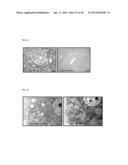 METHOD FOR CONTROLLING NAD(P)/NAD(P)H RATIO BY OXIDOREDUCTASE diagram and image