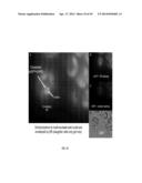 PROTEIN PRODUCTION IN MICROORGANISMS OF THE PHYLUM LABYRINTHULOMYCOTA diagram and image