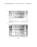 PROTEIN PRODUCTION IN MICROORGANISMS OF THE PHYLUM LABYRINTHULOMYCOTA diagram and image