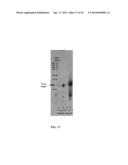 PROTEIN PRODUCTION IN MICROORGANISMS OF THE PHYLUM LABYRINTHULOMYCOTA diagram and image