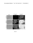 PROTEIN PRODUCTION IN MICROORGANISMS OF THE PHYLUM LABYRINTHULOMYCOTA diagram and image