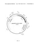 PROTEIN PRODUCTION IN MICROORGANISMS OF THE PHYLUM LABYRINTHULOMYCOTA diagram and image