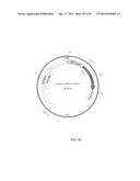 PROTEIN PRODUCTION IN MICROORGANISMS OF THE PHYLUM LABYRINTHULOMYCOTA diagram and image