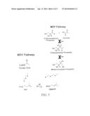 MANIPULATION OF GENES OF THE MEVALONATE AND ISOPRENOID PATHWAYS TO CREATE     NOVEL TRAITS IN TRANSGENIC ORGANISMS diagram and image