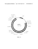 MANIPULATION OF GENES OF THE MEVALONATE AND ISOPRENOID PATHWAYS TO CREATE     NOVEL TRAITS IN TRANSGENIC ORGANISMS diagram and image