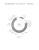 MANIPULATION OF GENES OF THE MEVALONATE AND ISOPRENOID PATHWAYS TO CREATE     NOVEL TRAITS IN TRANSGENIC ORGANISMS diagram and image