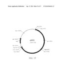 MANIPULATION OF GENES OF THE MEVALONATE AND ISOPRENOID PATHWAYS TO CREATE     NOVEL TRAITS IN TRANSGENIC ORGANISMS diagram and image