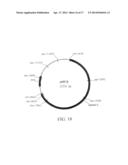 MANIPULATION OF GENES OF THE MEVALONATE AND ISOPRENOID PATHWAYS TO CREATE     NOVEL TRAITS IN TRANSGENIC ORGANISMS diagram and image