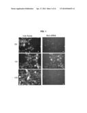 METHODS AND COMPOSITIONS FOR HIGH EFFICIENCY TRANSFECTION OF siRNA diagram and image