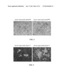 METHODS AND COMPOSITIONS FOR LONG TERM HEMATOPOIETIC REPOPULATION diagram and image