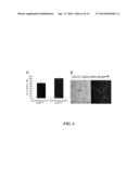 METHODS AND COMPOSITIONS FOR LONG TERM HEMATOPOIETIC REPOPULATION diagram and image