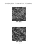 Intra-Culture Perfusion Methods and Applications Thereof diagram and image