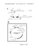Conjugative Plasmids and Methods of Use Thereof diagram and image