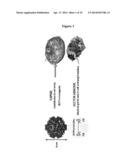 CAPSID-FREE AAV VECTORS, COMPOSITIONS, AND METHODS FOR VECTOR PRODUCTION     AND GENE DELIVERY diagram and image